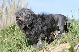 PETIT CHIEN LION 006